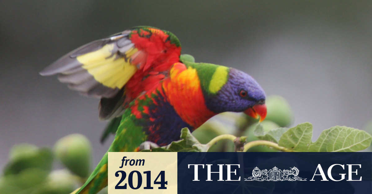 Birds rescued more than any other animal